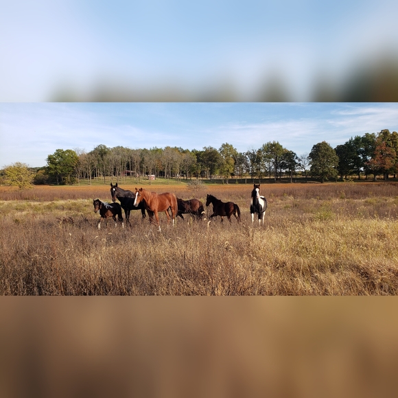 Basic Pillow The Lord Blesses His People with his Peace wild horses - Picture 6 of 6